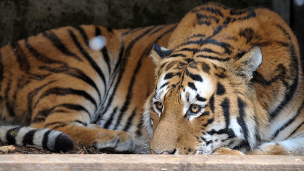 ARCHIV - Ein Tiger liegt in einem Zoo. Foto: Ronald Wittek/dpa