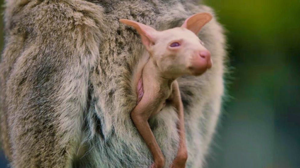 Anche online. Ecco Olaf, il wallaby albino che rallegra i visitatori di tutto il mondo