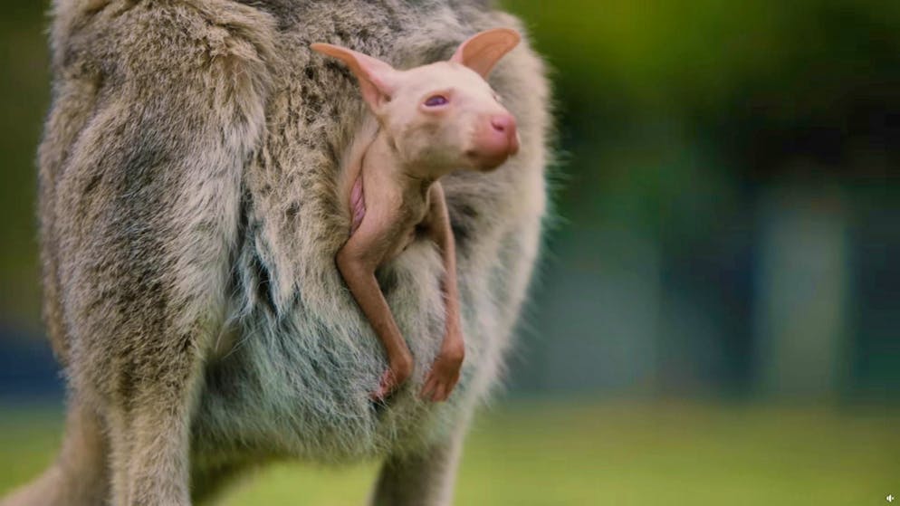 Alla nascita, Olaf aveva le dimensioni di un fagiolo e pesava meno di un grammo. A sette mesi di età, l'albino ha iniziato a uscire dal marsupio della madre.