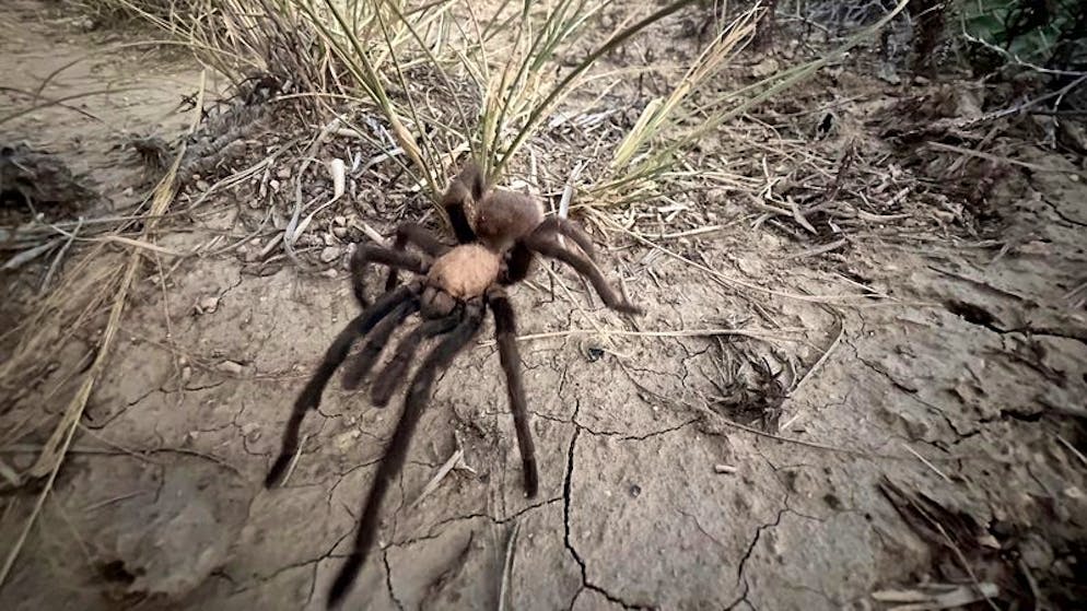 Eine männliche Vogelspinne sucht in der Nähe von La Junta, Colorado, nach einer Partnerin. 