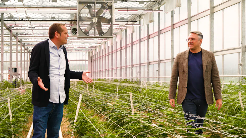 blue News in the cannabis plantation. The stoner's Eldorado of Fribourg