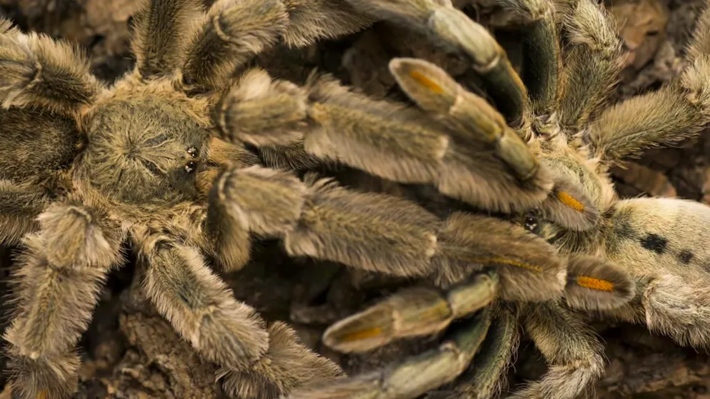 Quirky festival. Tarantula mating season attracts spider lovers to Colorado