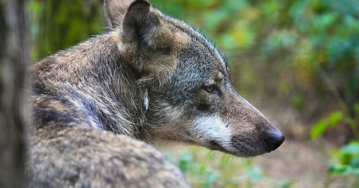 Confezione 6 Cunei Abbattimento Albero 5,5"+8'' Logging Bucking Caduta - Foto 10