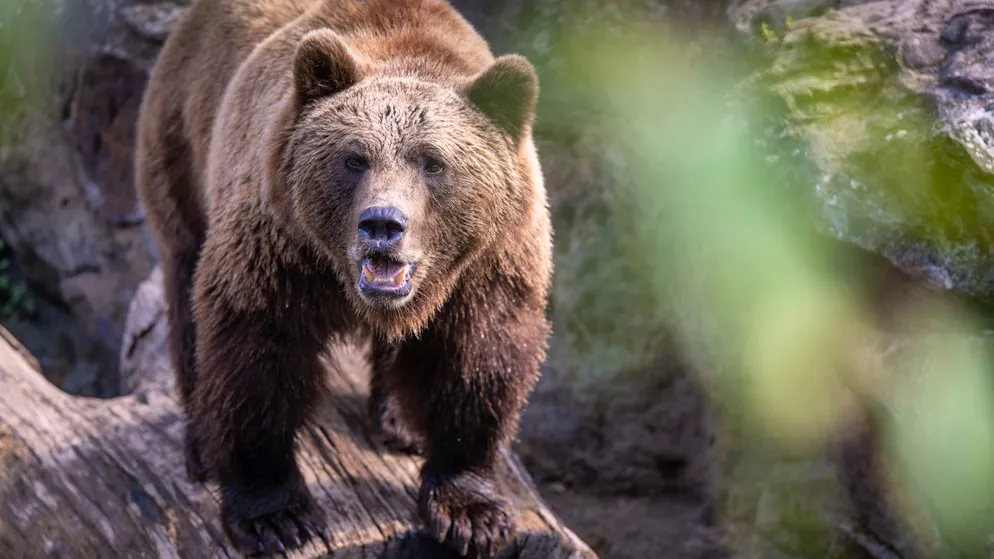 55-Jähriger verblutet. Braunbär tötet Pilzsammler in der Slowakei