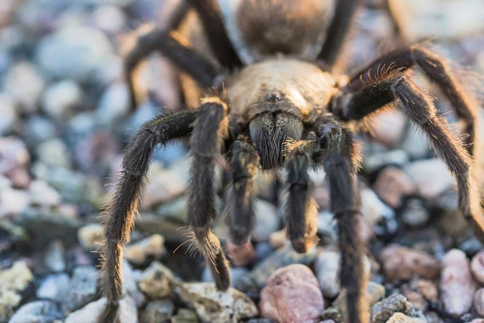 Die beste Zeit zur Beobachtung ist eine Stunde vor der Abenddämmerung, wenn die Hitze des Tages sich zurückzieht. Hier eine männliche Oklahoma-Brown-Vogelspinne.