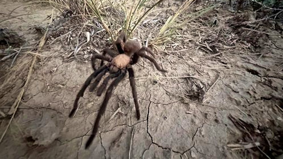 Das Tarantel-Gift gilt als nicht sonderlich gefährlich für den Menschen, kann aber Schmerz und Irritationen verursachen.