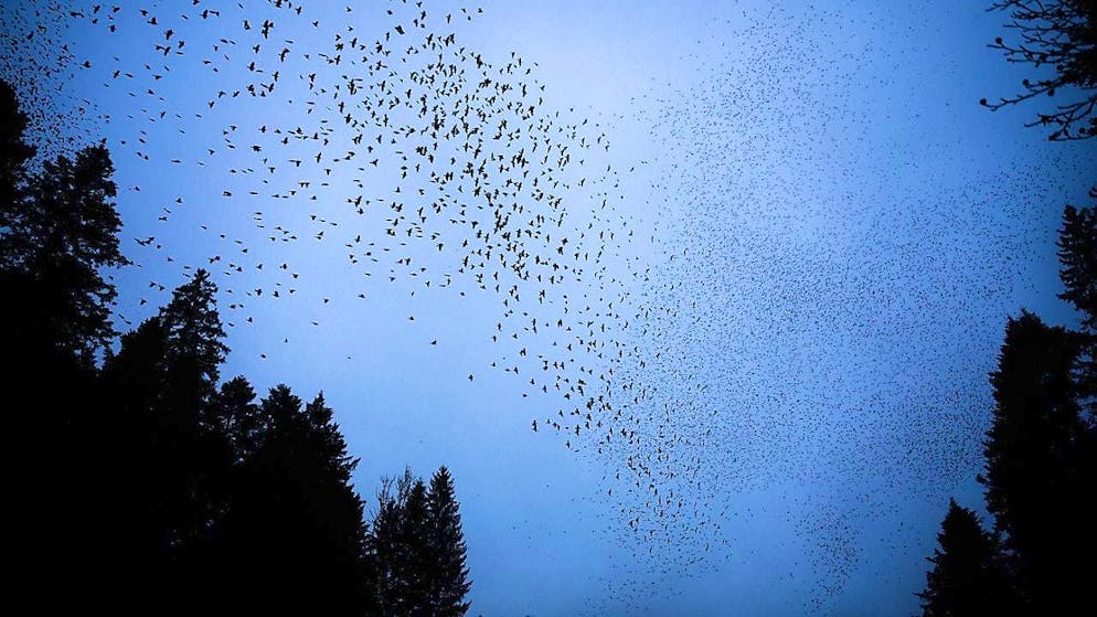 Bramblings migrate from their breeding grounds in the forests of northern Europe and Siberia to western, central and southern Europe from mid-September. (archive picture)