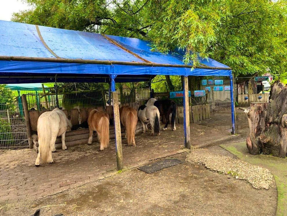 At times, the circus had over 30 ponies. On the farm, the family kept pigs, ponies, goats, pigeons and wild boars.
