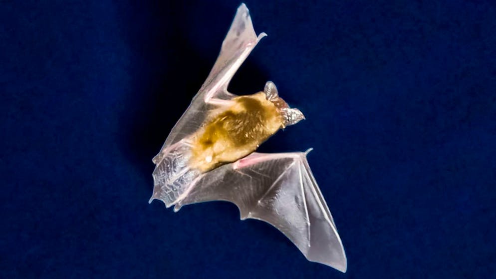 immagine illustrativa d'archivio.