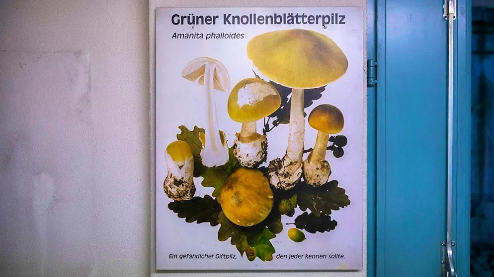 Button mushrooms are very toxic to humans. (archive picture)