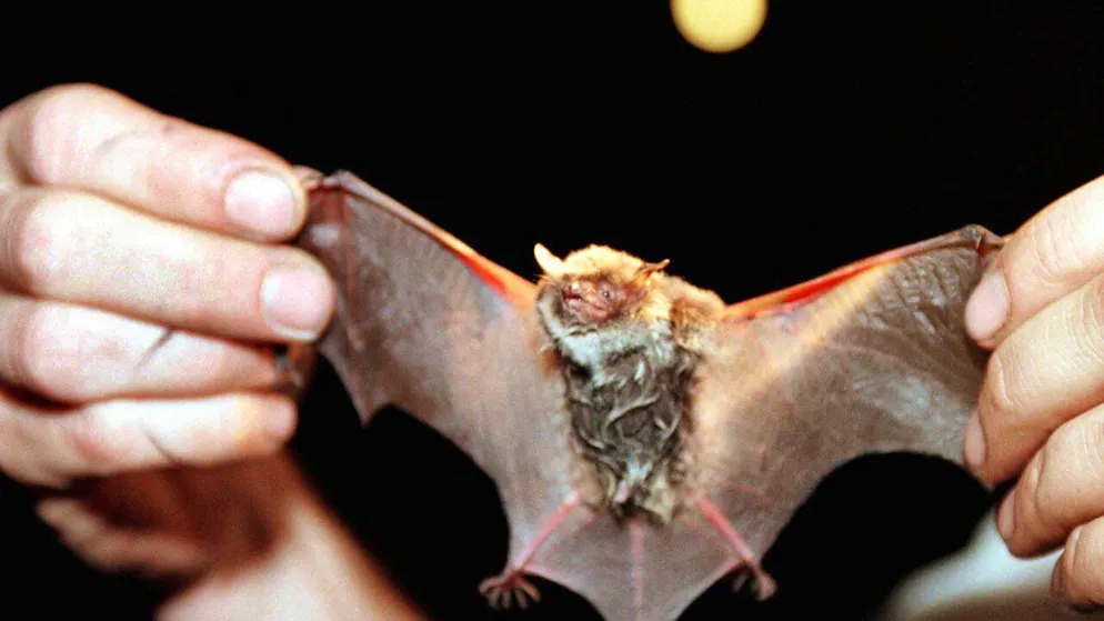 Un cas de rage a été détecté chez une chauve-souris de l'espèce Murin de Daubenton trouvée dans le canton de Glaris (archives).