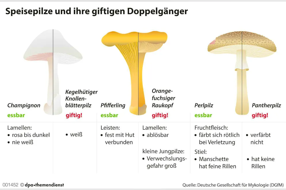 Beware of confusion! Edible mushrooms and poisonous mushrooms often only differ in minor details.