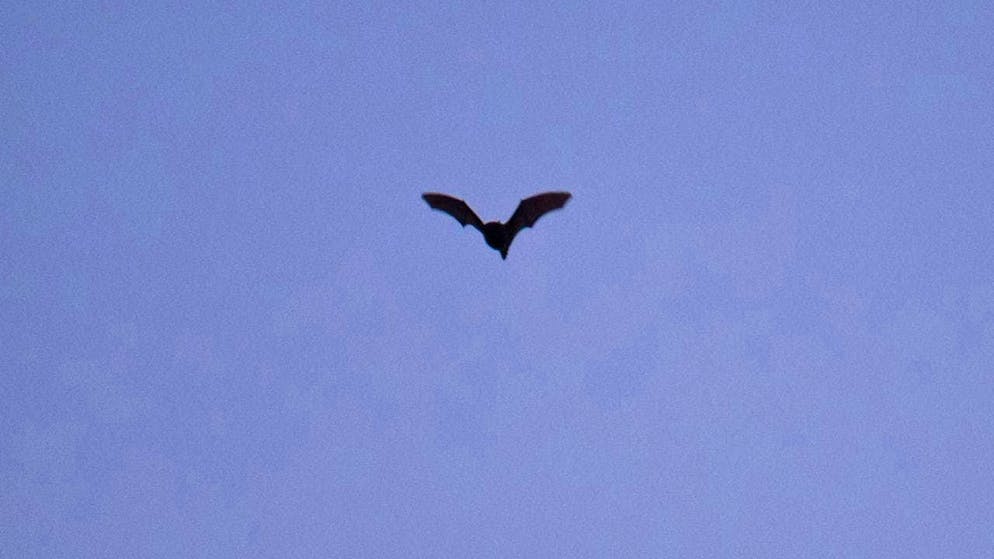 A bat found in the canton of Glarus was found to have the rabies virus. (symbolic image)