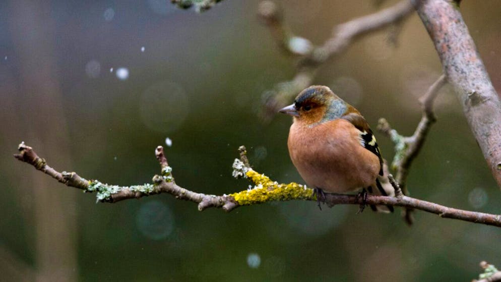 Mit über 30'000 Individuen war der Buchfink am vergangenen Wochenende die am häufigsten gezählte Art.