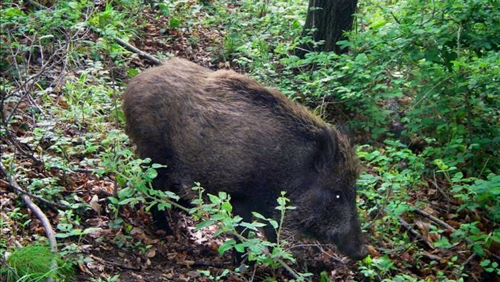 Dal confine. Peste suina africana, lo sviluppo in Svizzera è contenuto