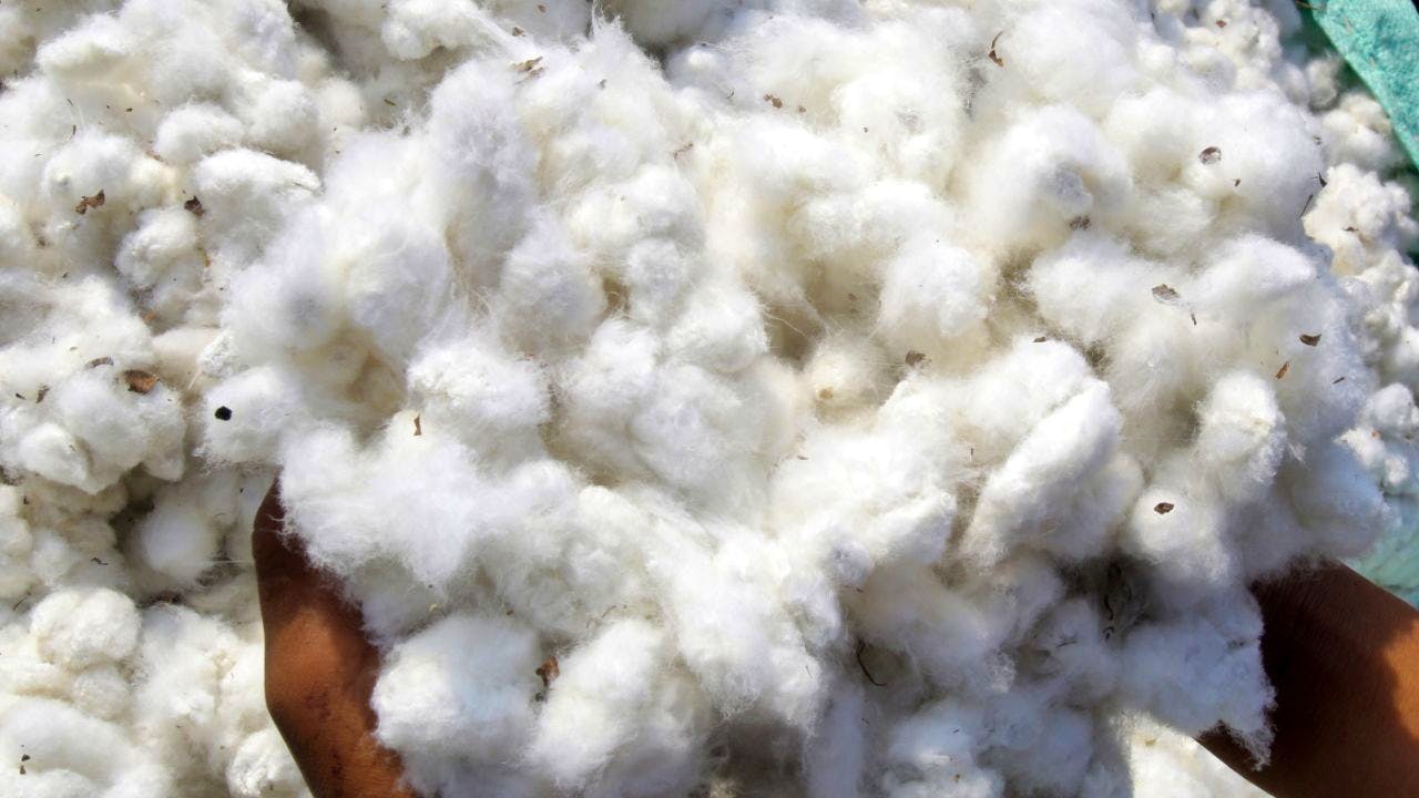 Agriculture. EU approves further genetically engineered varieties of cotton and maize