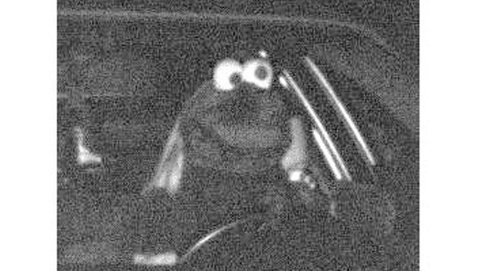 Un Muppet alla guida!. Una foto scattata dal radar lascia senza parole gli agenti di polizia