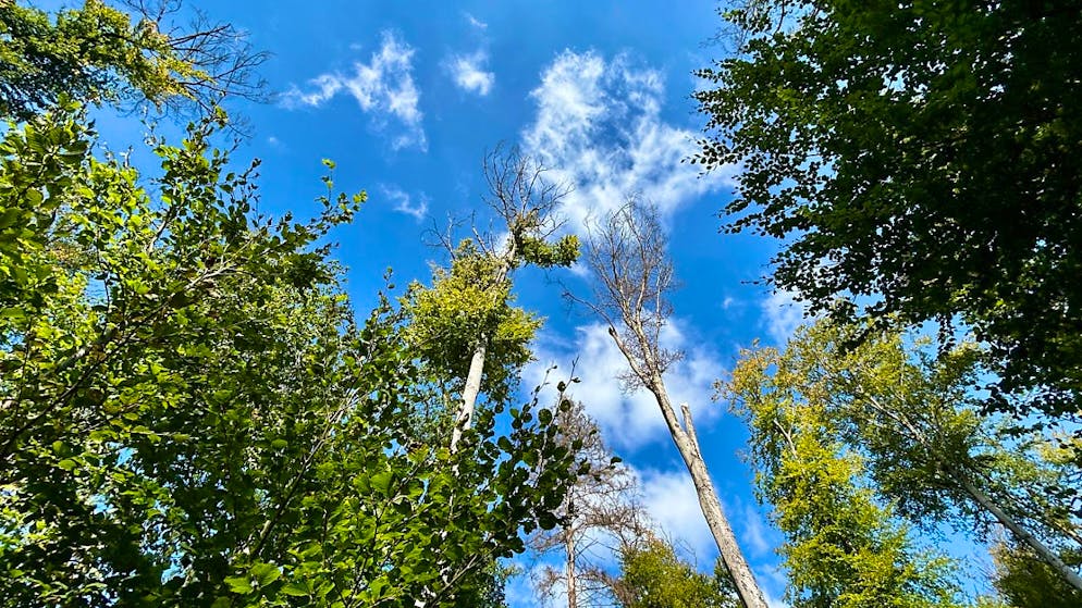 Burgergemeinde Bern will Wälder klimafitter machen - Gallery. Waldschäden im Thormannboden in Bern.