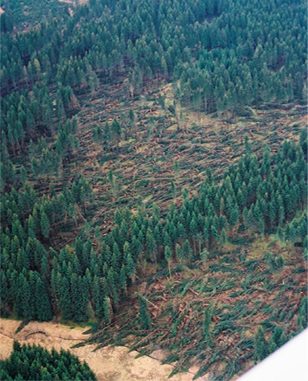 Zerstörter Wald in Erndtebrück-Schameder (Deutschland) durch Orkan Kyrill.