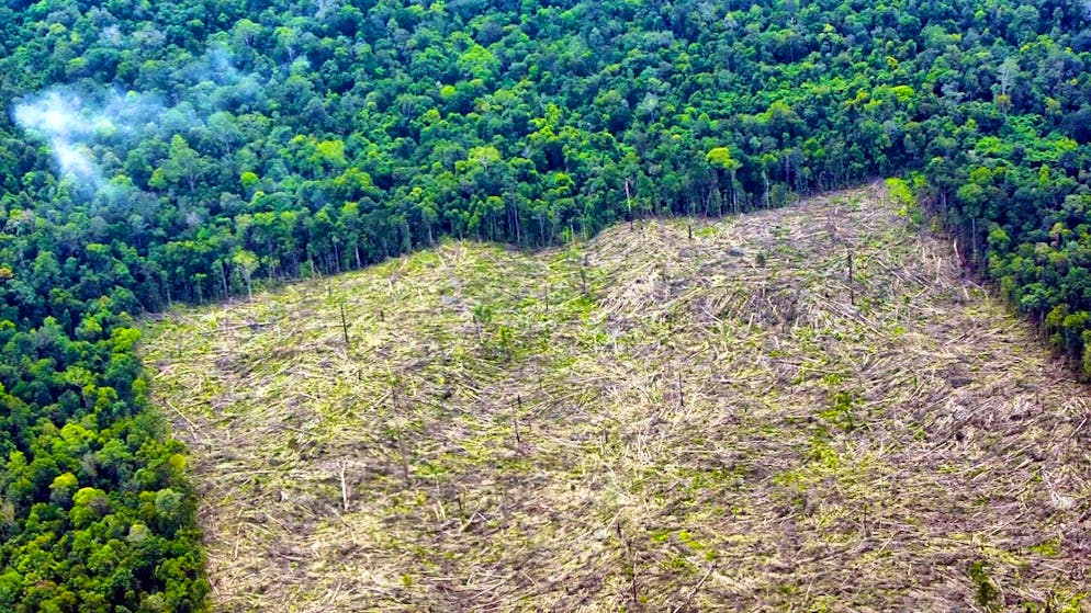According to the report, almost all deforestation in 2023 took place in tropical regions. (archive image)