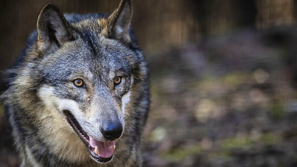 Vor Schüssen sicher: Ein Wolf in einem Tierpark. (Archivbild)