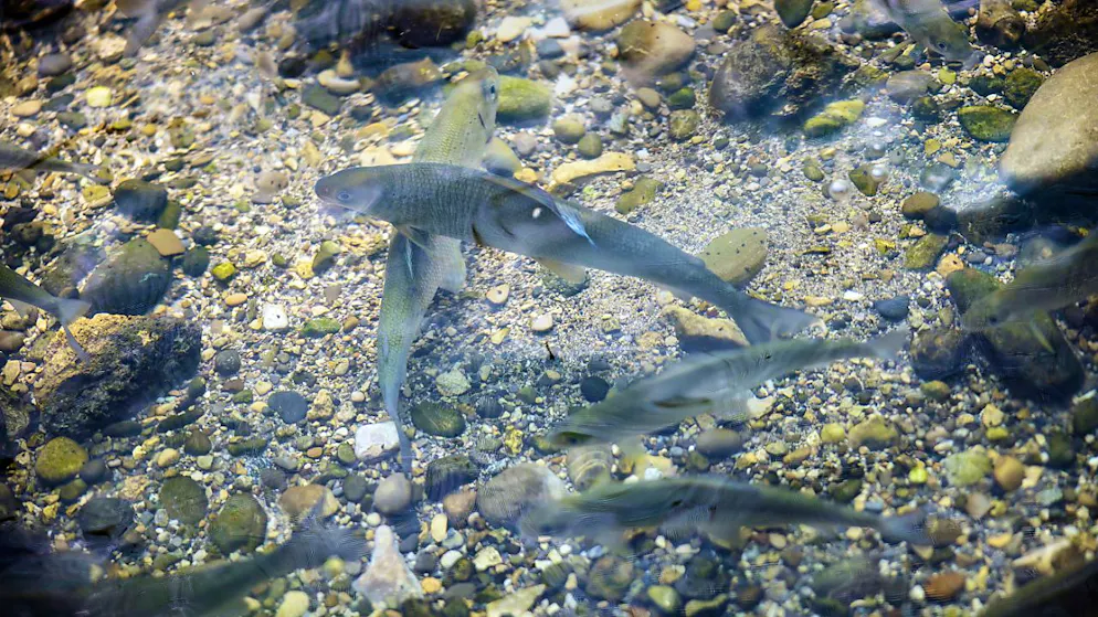 En Suisse, la biodiversité s'est beaucoup réduite en particulier dans les cours d'eau.