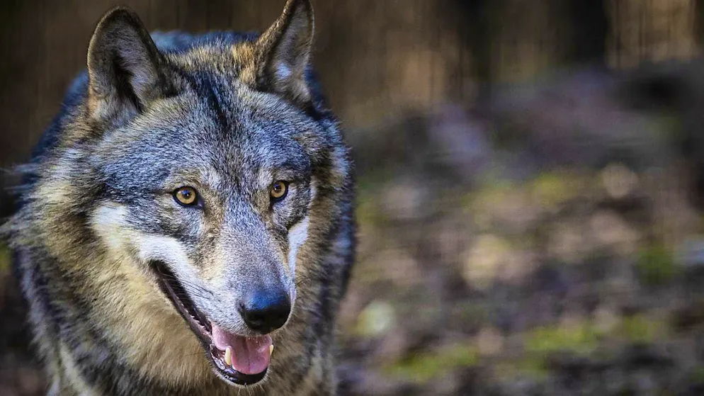 Safe from gunfire: a wolf in a zoo. (Archive image)