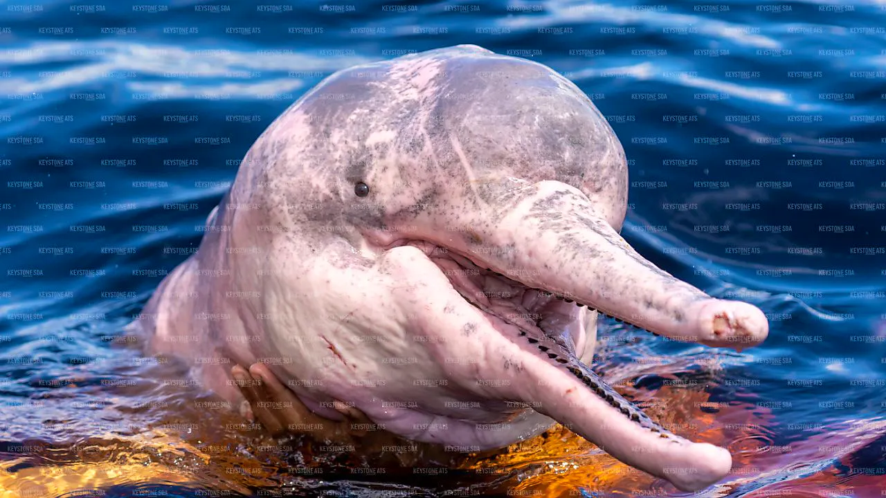 Umweltpolitik. Die Wildtierbestände sind seit 1970 um 73 Prozent geschrumpft