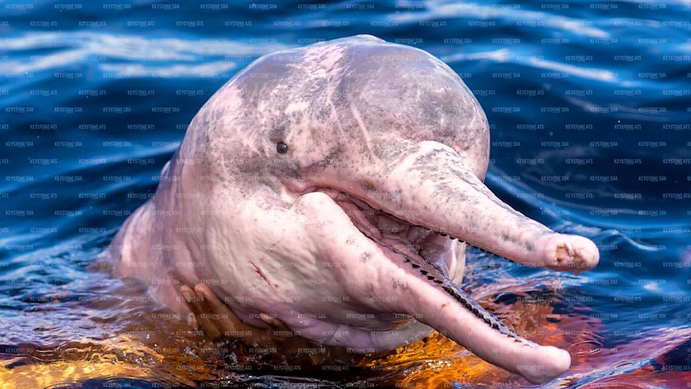 Gehören zu den Verlierern und sind stark vom Aussterben bedroht: Flussdelfine im brasilianischen Amazonasgebiet. (Archivbild)