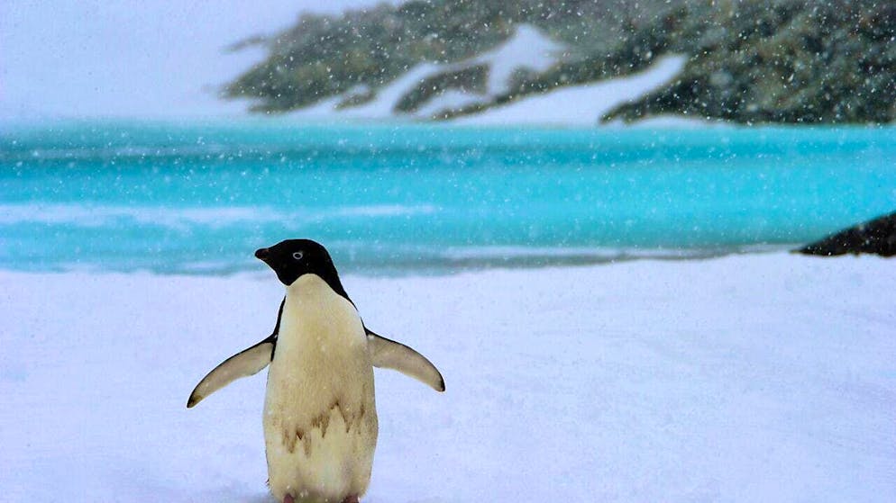 During the Antarctic summer, five women and men are to count penguins. (archive picture)