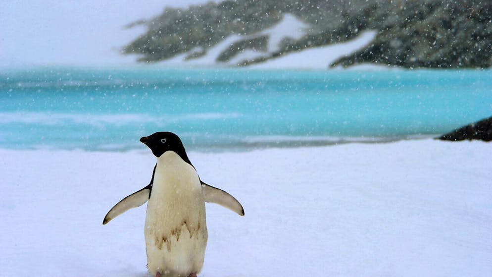 Während des antarktischen Sommers sollen fünf Frauen und Männer Pinguine zählen. (Archivbild)