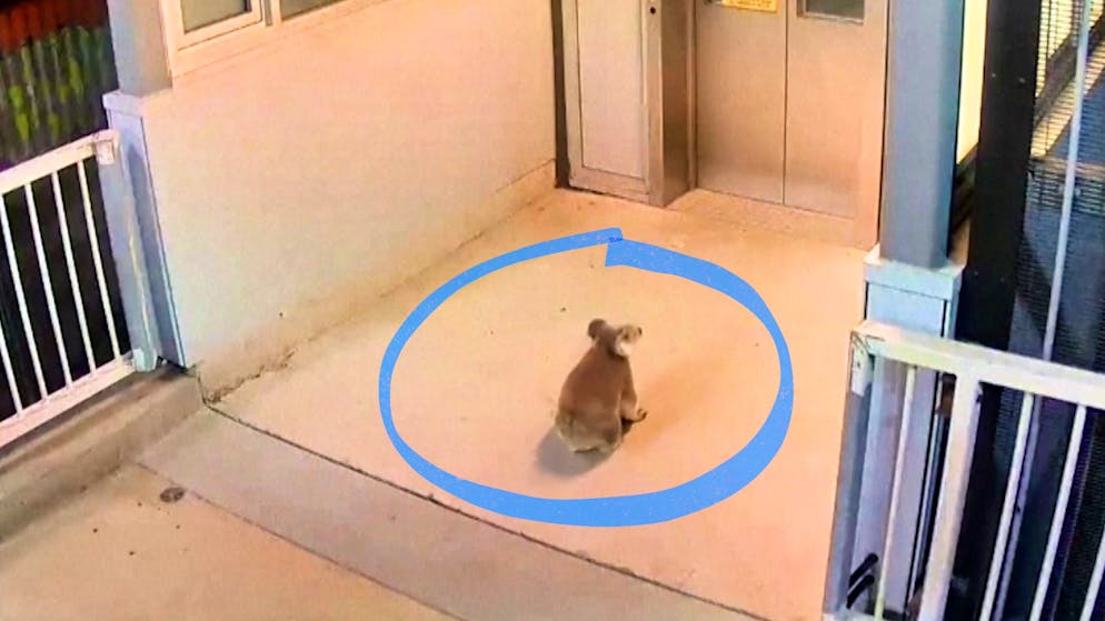 Unexpected guest. Koala triggers police operation at Australian train station