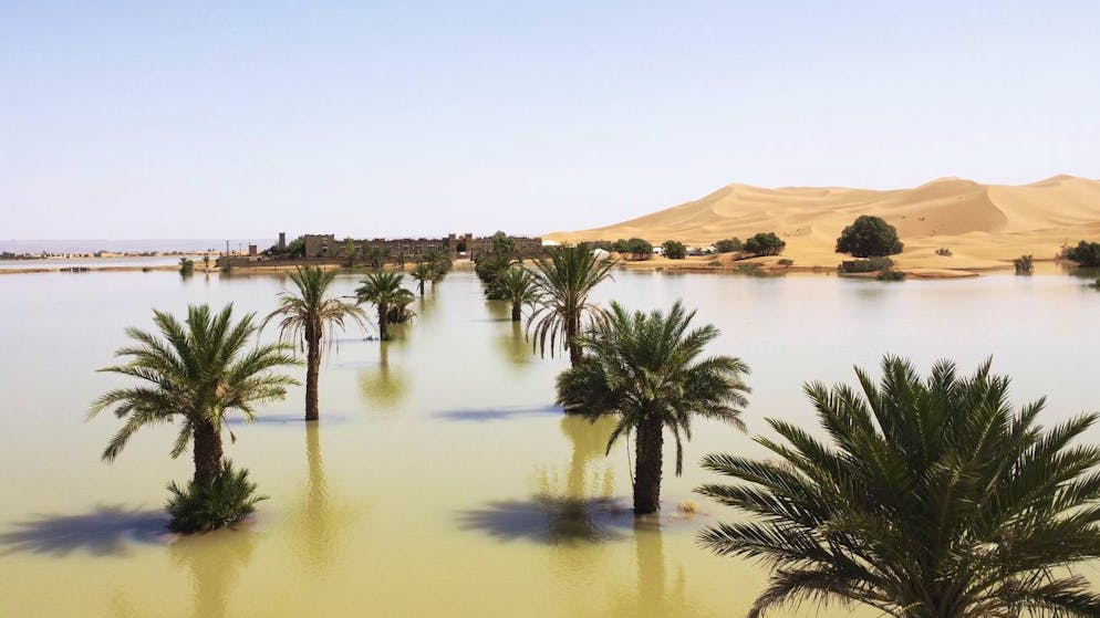 Palmen stehen unter Wasser.