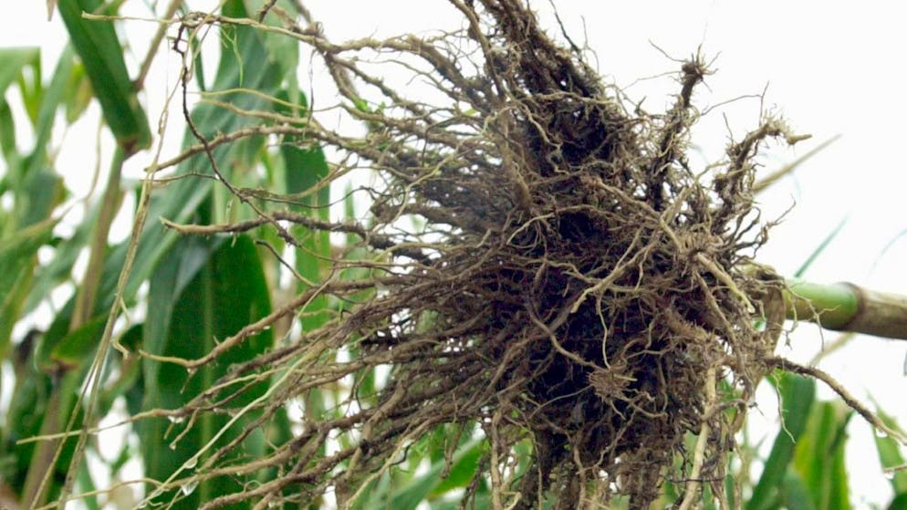 Vom Maiswurzelbohrer geschädigt: Wurzel einer Maispflanze. (Archivbild)