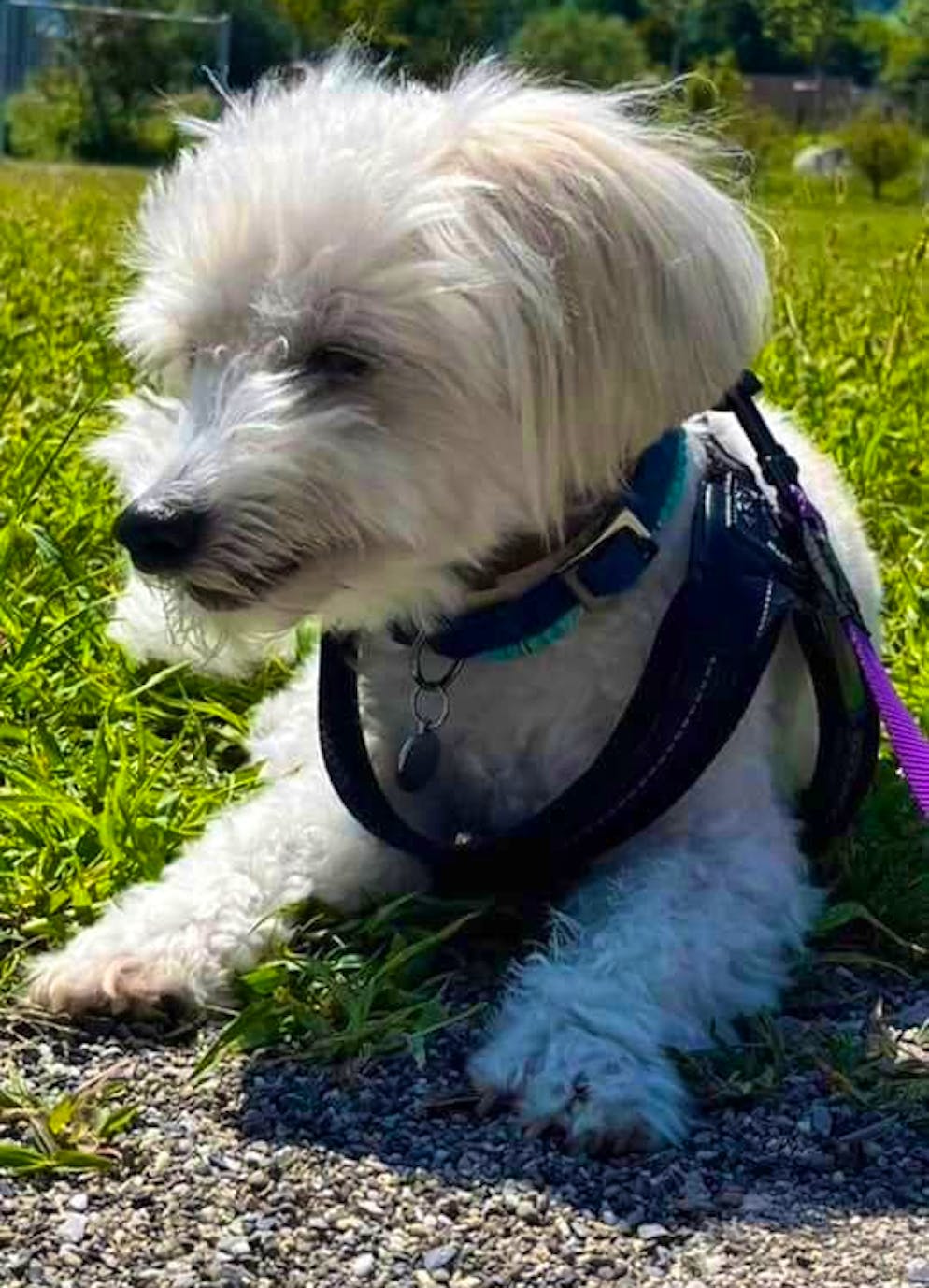 Giornata del cane: ecco gli amici a quattro zampe dei lettori di blue News. Miler siede felicemente nel prato verde.