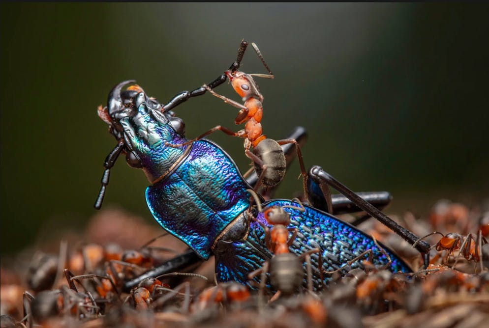 «Wildlife Photographer of the Year» 2024. «The Demolition Squad»: Der Fotograf Ingo Arndt beobachtete, wie eine rote Waldameise einen toten Käfer in Stücke teilt, damit sie in den Eingang ihres Nests passen. Aufgenommen hat er das Bild in Hessen.
