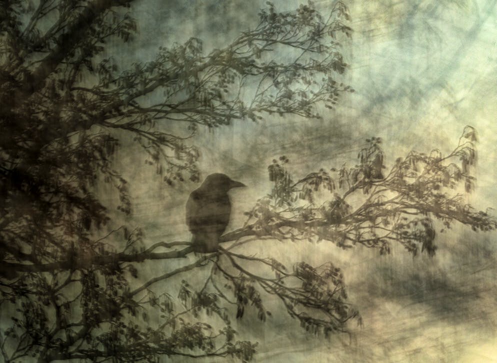 «Wildlife Photographer of the Year» 2024. «The Artful Crow»: Um diesen malerischen Effekt einer sitzenden Aaskrähe im Park zu erzeugen, bewegte Jiří seine Kamera absichtlich in verschiedene Richtungen und verwendete eine lange Verschlusszeit.