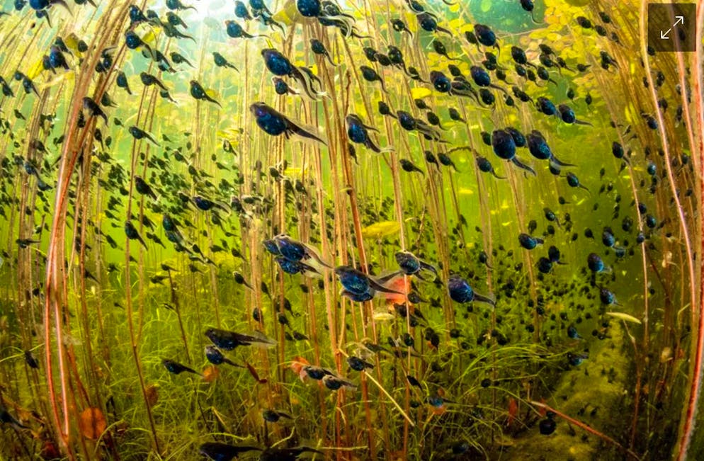 Shane Gross wins the main title of the competition with his picture "The Swarm of Life".