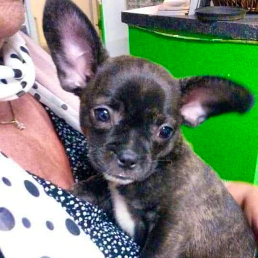 Giornata del cane: ecco gli amici a quattro zampe dei lettori di blue News. Come un piccolo pipistrello: con le sue simpatiche orecchie, Pina è semplicemente adorabile.