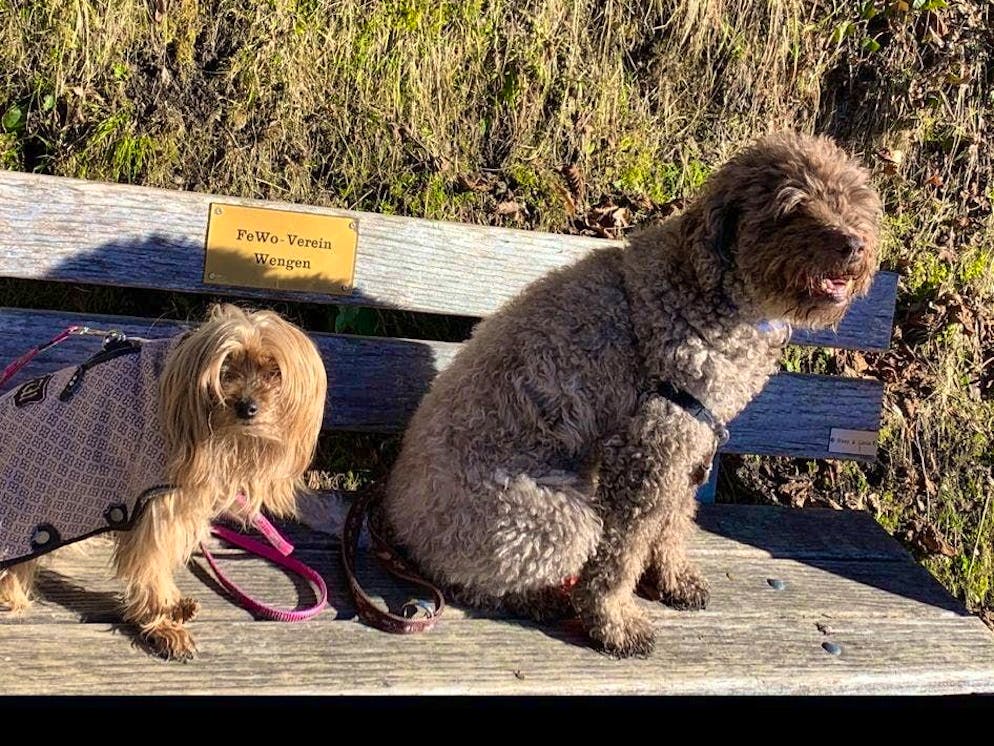 Giornata del cane: ecco gli amici a quattro zampe dei lettori di blue News. Nel frattempo, Shila e Chiara preferiscono rilassarsi su una panchina.