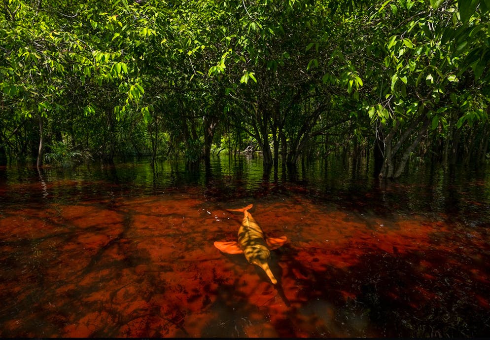 «Wildlife Photographer of the Year» 2024. «Among the trees»: Thomas Peschak dokumentiert die Beziehung zwischen den vom Aussterben bedrohten Amazonasdelfinen, auch Botos genannt, und den Menschen.