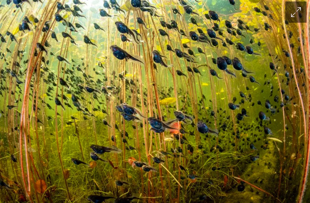 Mit dem Bild «The Swarm of Life» gewinnt Shane Gross den Haupttitel des Wettbewerbs.