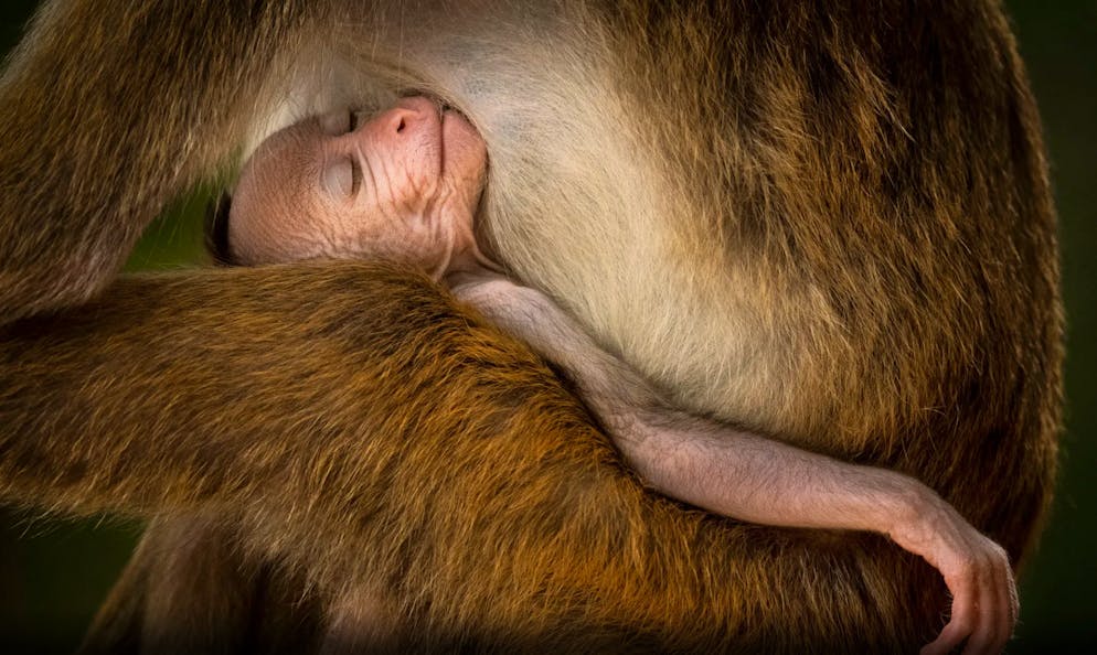 «Wildlife Photographer of the Year» 2024. «A Tranquil Moment»: Hikkaduwa Liyanage Prasantha Vinod ruhte sich im Wilpattu-Nationalpark in Sri Lanka aus, an dem Morgen hatte er schon Vögel und Leoparden fotografiert. Dann habe er, so heisst es in der Mitteilung, gemerkt: Er ist nicht allein. Eine Gruppe Toque-Makaken habe sich durch die Bäume bewegt. Dabei habe er auch das junge Äffchen entdeckt, das im Arm eines Erwachsenen ruhig schläft.