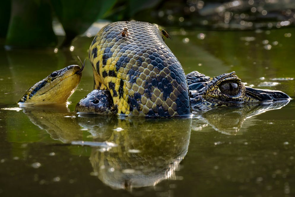 «Wildlife Photographer of the Year» 2024. «Wetland Wrestle»: Karine Aigner erkannte die Haut der gelben Anakonda, die sich um einen Kaiman wickelte. Wenn Anakondas wachsen, nehmen sie auch Reptilien in ihren Speiseplan auf, sodass es schwierig ist, zu erkennen, wer der Angreifer ist.