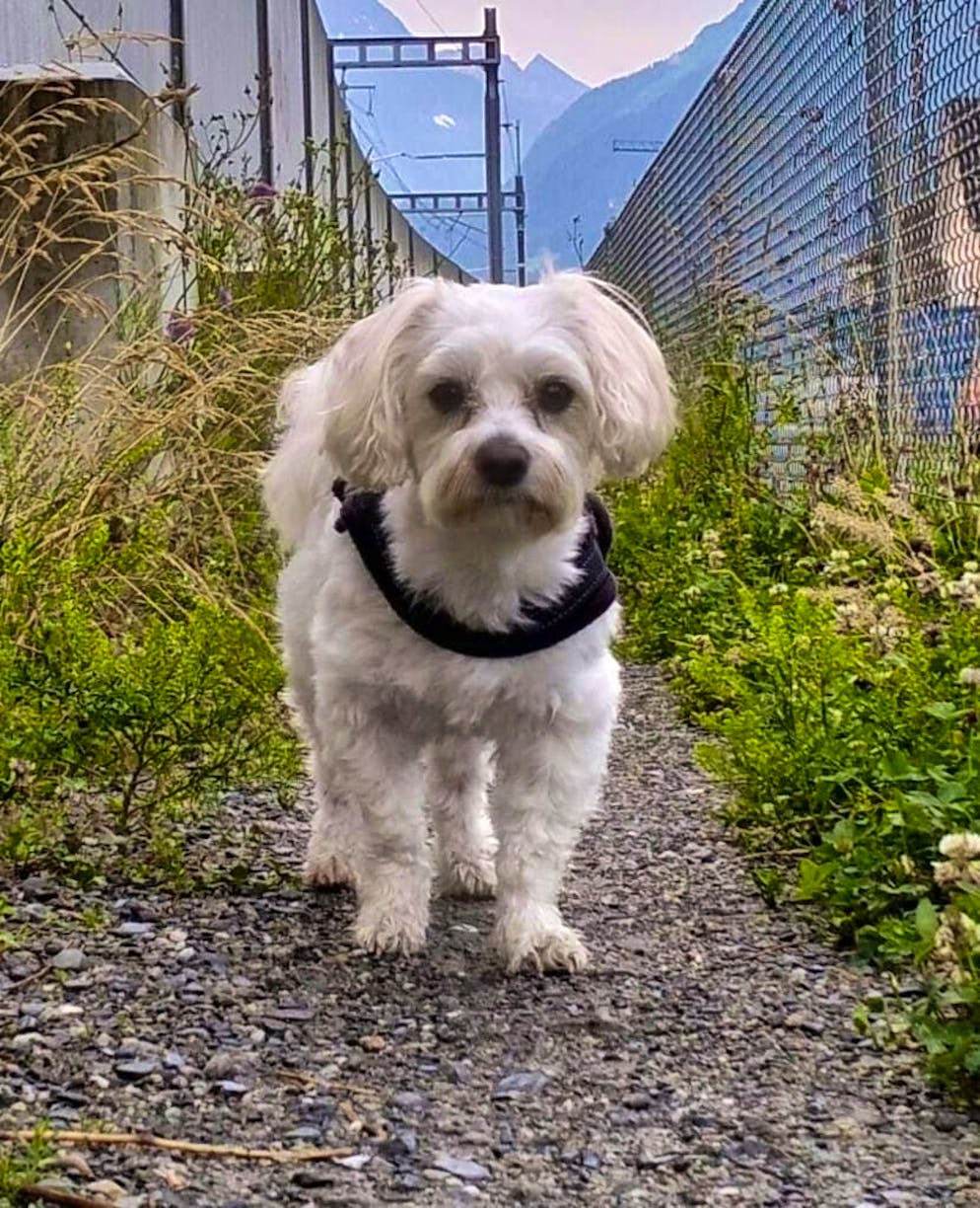 Giornata del cane: ecco gli amici a quattro zampe dei lettori di blue News. Linux guarda con curiosità la telecamera del telefono.