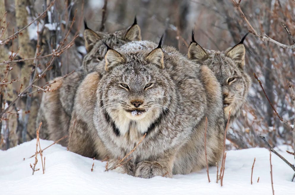 «Wildlife Photographer of the Year» 2024. «On Guard»: Das Bild zeigt einen Luchs und seine beiden erwachsenen Jungtiere, die sich nach einer Jagd ausruhen. John hatte die Familie fast eine Woche lang verfolgt, mit Schneeschuhen und leichter Kameraausrüstung.
