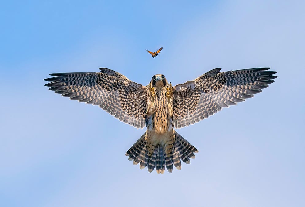 «Wildlife Photographer of the Year» 2024. «Practice Makes Perfect»: An diesem Tag, wo das Bild entstanden ist, sei es besonders herausfordernd gewesen – weil die Vögel so schnell unterwegs gewesen seien. Doch es hat geklappt: Jack Zhi hat einen jungen Falken vor die Linse bekommen, der einen Schmetterling jagt.
