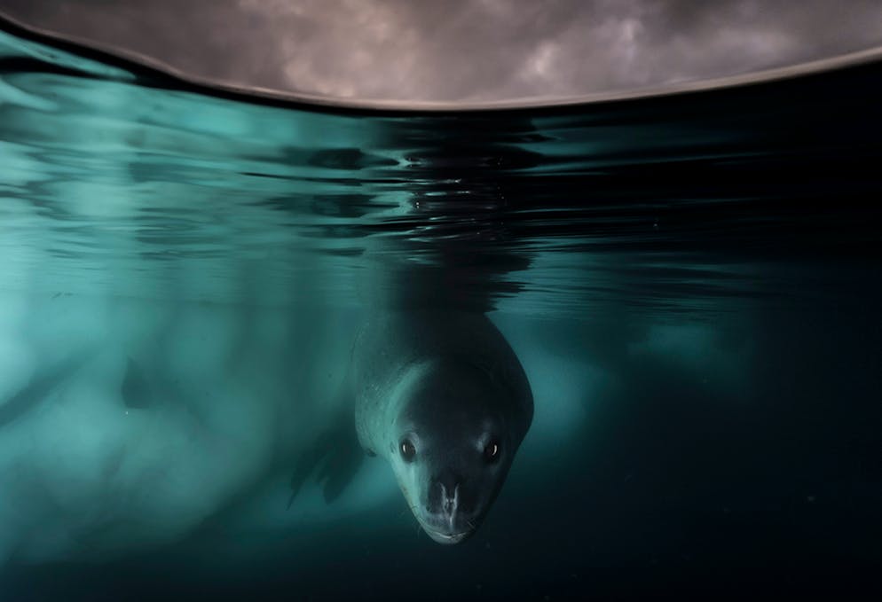 «Wildlife Photographer of the Year» 2024. «Under the Waterline»: Neugierig gleitet der Seeleopard unter dem antarktischen Eis entlang. Um das Bild machen zu können, verwendete der Fotograf Matthew Smith eine speziell angefertigte Verlängerung für das Unterwassergehäuse seiner Kamera. Mehrmals sei das junge Tier bei der Fotosession nah gekommen.