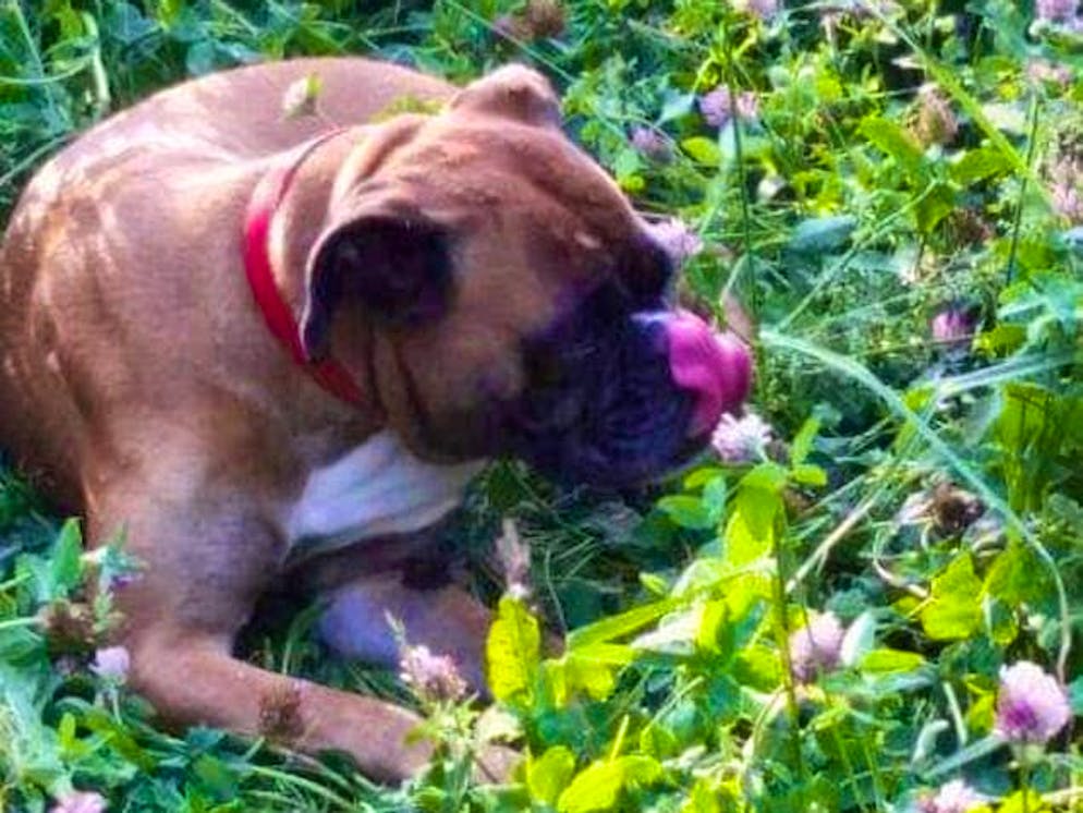 Giornata del cane: ecco gli amici a quattro zampe dei lettori di blue News. Shaila si gode il bel tempo durante le sue escursioni.