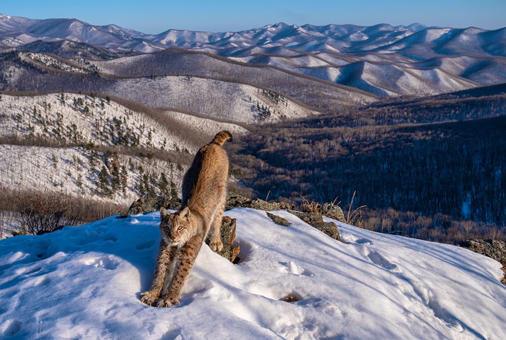 «Wildlife Photographer of the Year» 2024. «Frontier of the Lynx»: Für das perfekte Foto wartete Igor Metelskiy sechs Monate lang. Der Ort befindet sich in Primorskij, Russland, und ist abgelegen. Es war nicht leicht, mit der Ausrüstung dorthin zu kommen, heisst es in einer Mitteilung. Schliesslich hat Metelskiy eine Kamerafalle in der Nähe von Fussspuren im Schnee positioniert – und Glück gehabt.
